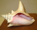 7" Estate Pink Conch Shell Ocean Seashell Nautical