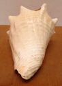 7" Estate Ocean Conch Shell Seashell w/Embedded Pl