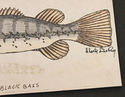 Vintage Pencil Sketch Drawing Black Bass Fish Arti