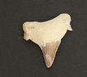 Shark Tooth Fossil with case