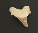 Shark Tooth Fossil with case