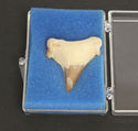 Shark Tooth Fossil with case