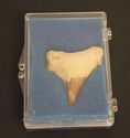 Shark Tooth Fossil with case