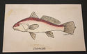 Vintage Pencil Sketch Drawing Croaker Fish Artist 