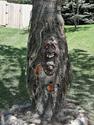 Creepy Lighted Eyes Ghost Tree Face Halloween Haun