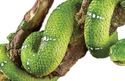 Green Tree Snake on Branch Garden or Tree Decorati