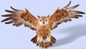 Woodland Owl In Flight Wall Decoration Outstretche