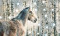  Running Appaloosa Horse Winter Snow Lighted Birch