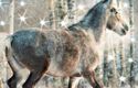  Running Appaloosa Horse Winter Snow Lighted Birch