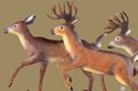 Running Bucks & Doe Sculpted Metal Wall Art w/ Pin