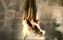 Hanging Animated Vampire Bat Halloween Prop Moving