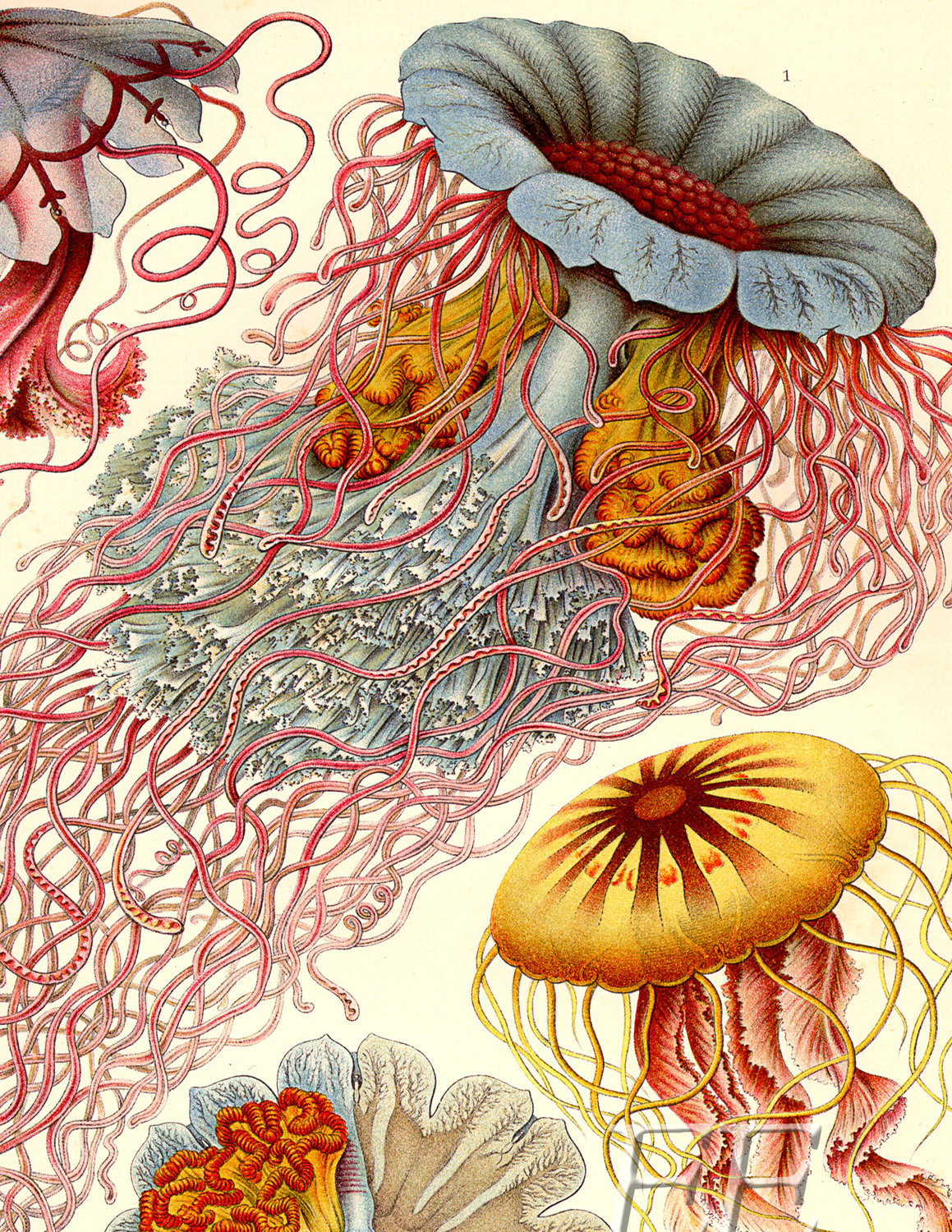 Ernst Haeckel Illustration Poster or Print - Rose Medusa Jellyfish