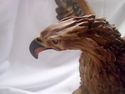 Giuseppe Armani Capodimonte Golden Eagle, Signed, 