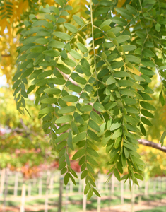 THORNLESS HONEY LOCUST SEEDS Gleditsia triacanthos, 15+ seeds w/ instr ...