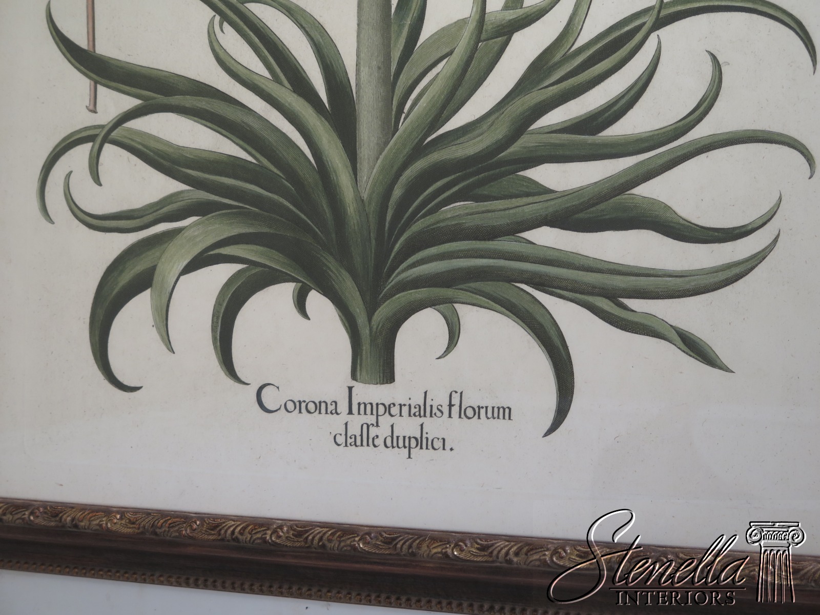 Lf31570ec Pair Large Framed Botanical Decorative Art Prints Ebay