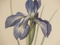 LF28164EC:  Pair Of Framed & Matted Iris Floral De