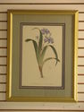 LF28164EC:  Pair Of Framed & Matted Iris Floral De