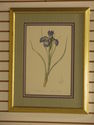 LF28164EC:  Pair Of Framed & Matted Iris Floral De