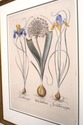 F39730: Decorative Floral Framed Print Or Irish In