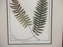 LF42627EC: W. KING AMBLER Framed Fern Print w. Wal