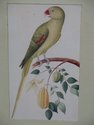 LF42642EC: W. KING AMBLER Framed Parrot Print ~ NE