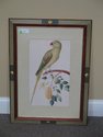 LF42642EC: W. KING AMBLER Framed Parrot Print ~ NE