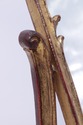 ** DOUBLE LISTING??? F53085: Italian Gold Finish G