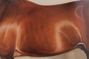 F72636: BERNARD DE CLAVIERE Oil On Canvas Horse In