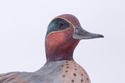 F72718: Pair MA HAI FENG Duck Bookends