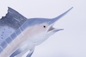 F72723: LLADRO Porcelain Figure Of Sailfish