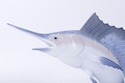F72723: LLADRO Porcelain Figure Of Sailfish