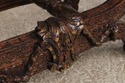 73235: French Louis XIV Double Seat Cane Bench