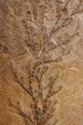 F73349: Antique 18th C. Mahogany Firescreen w. Cre
