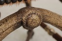 L73988: THEODORE ALEXANDER Antler Chair w. Animal 