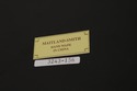 L74377: MAITLAND SMITH French Victorian Pedestal S