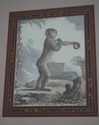 F64186EC: Set of 4 Gold Framed & Matted Monkey Pri