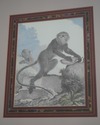 F64186EC: Set of 4 Gold Framed & Matted Monkey Pri