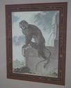 F64186EC: Set of 4 Gold Framed & Matted Monkey Pri