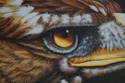 F10622E: Framed Oil Painting on Canvas Eagle