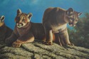 F10593E: Framed Oil Painting on Canvas Three Lions