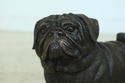 LF51247EC: SIGNATURE STATUARY Bronze BullDog Sculp