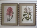 F31569EC: Framed and Matted Botanical Prints