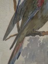 F31524EC: Professionally Framed Bird Plate ~ Warbl
