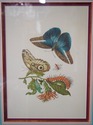 F73929: Pair of Vintage Framed & Matted Butterfly 