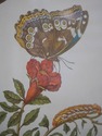 F73929: Pair of Vintage Framed & Matted Butterfly 