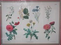 F73930: Pair of Large Floral Botanical German Colo