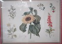 F73930: Pair of Large Floral Botanical German Colo
