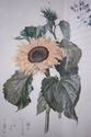 F73930: Pair of Large Floral Botanical German Colo