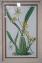 F73940: Set of 4 Botanical Colored Vintage Engravi