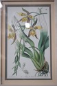 F73940: Set of 4 Botanical Colored Vintage Engravi
